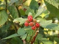 Brambles and red blackberries in sunshine