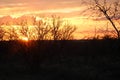 Brambles and Sunset