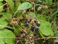 Brambles or Wild Blackberries