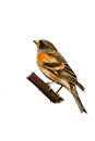 Brambling