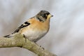 Brambling