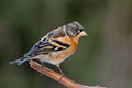 Brambling