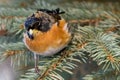 Brambling