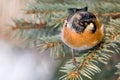 Brambling