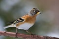 Brambling