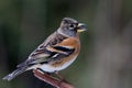 Brambling