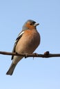 Brambling bird