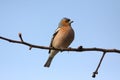 Brambling bird