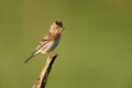 Brambling Royalty Free Stock Photo