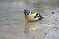 Brambling