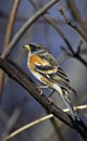 Brambling on branch