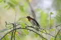 A brambling on a branch of tree Royalty Free Stock Photo