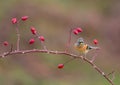 Brambling on a Dog Rose