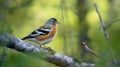 Brambling in the early morning forest