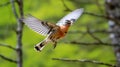 Brambling flying in the forest with beautiful wings