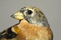 Brambling / Fringilla montifringilla