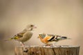 Brambling Fringilla montifringilla and Green finch Carduelis chloris Royalty Free Stock Photo