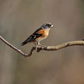 The brambling, Fringilla montifringilla male sits on a branch