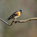 The brambling, Fringilla montifringilla male sits on a branch