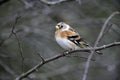 Brambling, Fringilla montifringilla