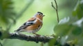 Brambling in the middle of the forest