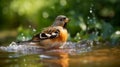 Brambling bathing in the river