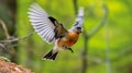 Brambling flying in the forest