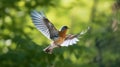 Brambling flying in the forest