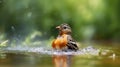 Brambling bathing in the river