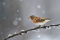 Brambling Fringilla montifringilla in winter