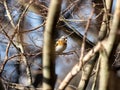 Brambling in a Japanese forest park 1 Royalty Free Stock Photo