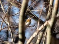 Brambling in a Japanese forest park 2 Royalty Free Stock Photo