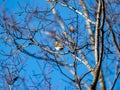 Brambling in a Japanese forest park 7 Royalty Free Stock Photo