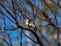 Brambling in a Japanese forest park 9 Royalty Free Stock Photo