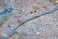 Brambling and Long-tailed Rosefinch