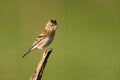 Brambling Royalty Free Stock Photo
