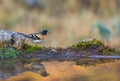 Brambling with water reflections Royalty Free Stock Photo