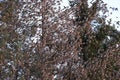 Bramblings from Scandinavia on the Swabian Alb near Schelklingen Germany