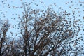 Bramblings from Scandinavia on the Swabian Alb near Schelklingen Germany