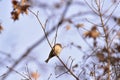 The park to take different forms of songbirds