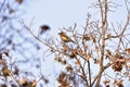 The park to take different forms of songbirds