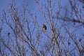 The park to take different forms of songbirds