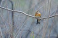 Brambling