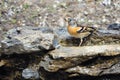 Brambling