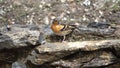 Brambling drinking water