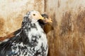 Bramha chicks of 10 weeks old Royalty Free Stock Photo