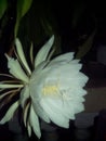 Brahma kamal - queen of the night plant