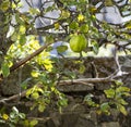 Bramley Apple on a tree