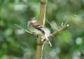 Bran-colored Flycatcher Myiophobus fasciatus