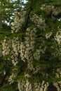 A branch of acacia is lushly strewn with clusters of light flowers in the garden